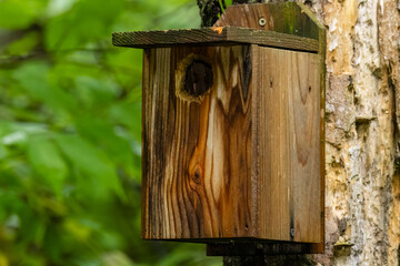 Homemade birdhouse mounted on a dead tree in the forest during summer with green leaves in the background. 