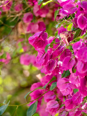 pink bougainvillae flowers in the garden