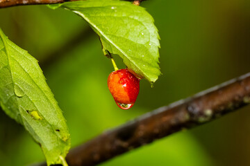 Close up of an American wild plum (Prunus americana) with a rainwater droplet hanging from the tree during summer in Wisconsin. Selective focus, background blur and foreground blur.
