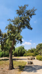 Australian pine (Casuarina cunninghamiana) is a beautiful, drought-tolerant ornamental tree often used in landscaping for parks and other open areas