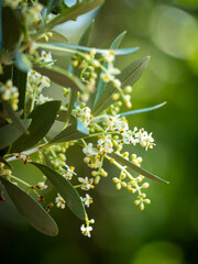 Flowering olive tree