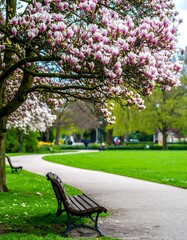 Spring blossoms in a park