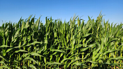 The corn is in full tassel, a key reproductive phase where pollen is shed to fertilize the silks and develop the ears of corn