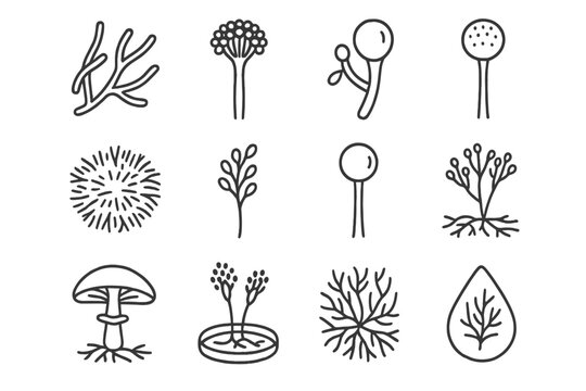 Fungal Structure Icons. Line style icons of fungal structures: hyphae strands, spore-producing head, yeast budding, fungal colony,