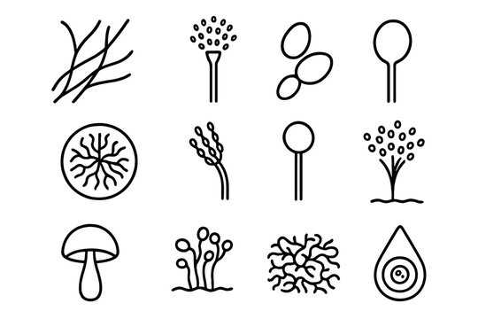 Fungal Structure Icons. Line style icons of fungal structures: hyphae strands, spore-producing head, yeast budding, fungal colony,
