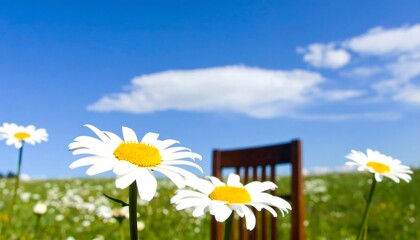 A field of daisies, a wooden chair, and a bright, sunny day.
