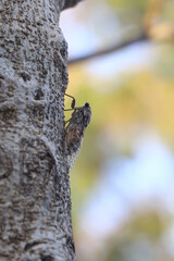 A cicada sits on a fig tree on summer, closeup shot.
