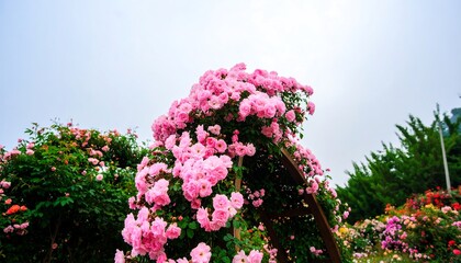 A vibrant display of numerous pink roses cascading over a wooden archway, against a pale sky, creating a picturesque garden scene.