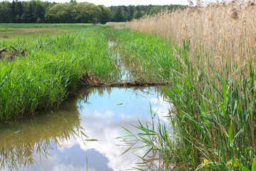 Beaver Dam near Gorden in Lower Lusatia, Germany

