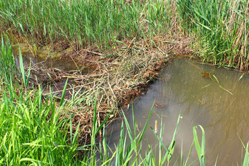 Beaver Dam near Gorden in Lower Lusatia, Germany
