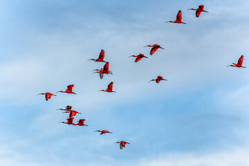 Scarlet ibis flying back home to their sleeping place, Revoada dos guaras on the Delta of the Parnaiba River in Brazil