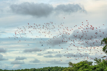 Scarlet ibis flying back home to their sleeping place, Revoada dos guaras on the Delta of the Parnaiba River in Brazil