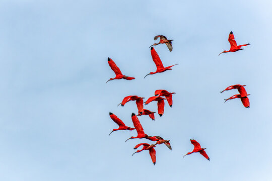Scarlet ibis flying back home to their sleeping place, Revoada dos guaras on the Delta of the Parnaiba River in Brazil