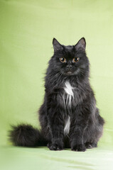 Black cat sitting on a green background studio portrait