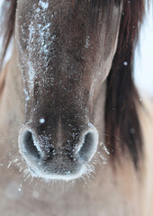 Cute grulla Bashkir horse nose closeup detail in winter