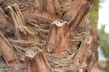 palm tree trunk closeup texture