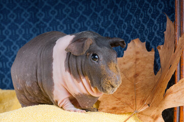cute skinny guinea pig sitting on an autumn maple leaf. Studio portrait