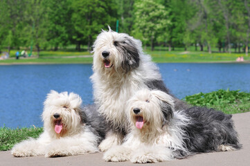 Three old english sheepdogs portrait in summer park