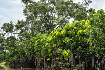 Boat trip on the Igarape do Urubu River, Delta das Americas to Ilha das Canarias, Brazil. South America