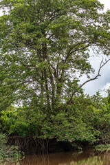 Boat trip on the Igarape do Urubu River, Delta das Americas to Ilha das Canarias, Brazil. South America