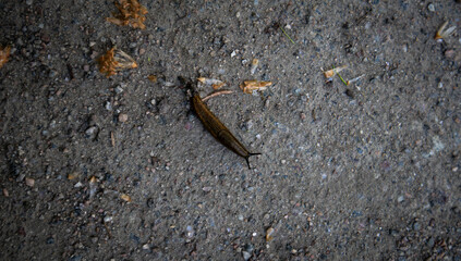 Spanish slug, Slug, Snail. Slug crawls