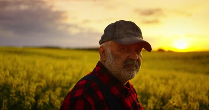Agriculture And Agribusiness, Elderly Agronomist Standing In Beautiful Blooming Rape Field In Summer
