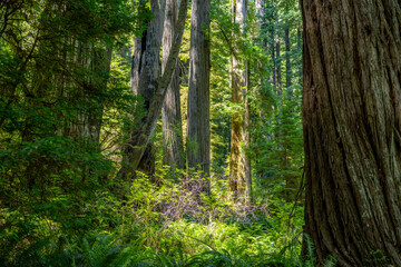 Majestic Giants of Redwood National Park, Pacific Northwest Forest