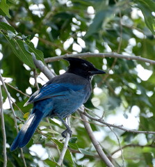 A Steller's Jay with rich blue and black plumage resting on a tree branch.