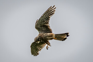 Turmfalke auf Beute suche 