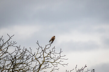 Turmfalke auf kleinem Ast