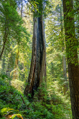 Fototapeta premium Majestic Giants of Redwood National Park, Pacific Northwest Forest