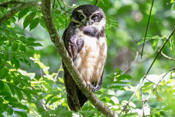 Spectacled Owl Pulsatrix perspicillata Costa Rica, Bird Wildlife Photography