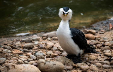 Little Pied Cormorant (Microcarbo melanoleucos)