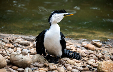 Little Pied Cormorant (Microcarbo melanoleucos)