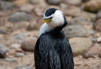 Obraz premium Little Pied Cormorant (Microcarbo melanoleucos)