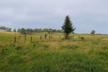 Fototapeta premium A summer countryside landscape in Northern Ireland with trees and rolling hills.