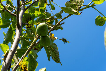 Green walnuts grow on a tree under a clear blue sky during the summer season in a garden