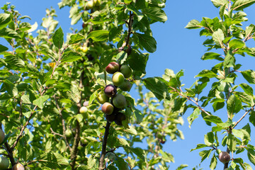 Fruit-laden branches showcase ripe and unripe plums against a clear blue sky in sunny growing season