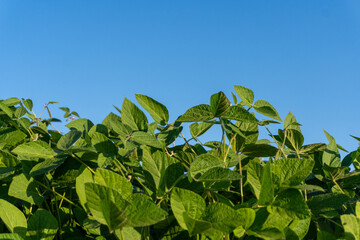 Green soybean plants under a clear blue sky during daytime in a rural setting