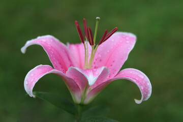 Close-up of pink lily flower with water drops, fresh bloom, natural beauty, floral background, delicate petals, spring and summer nature, garden elegance, romantic concept.
