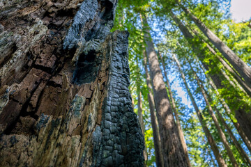 Majestic Giants of Redwood National Park, Pacific Northwest Forest