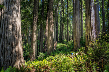 Majestic Giants of Redwood National Park, Pacific Northwest Forest