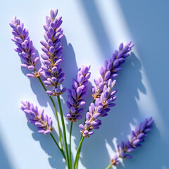 Fototapeta premium Fresh Lavender Sprigs on a Soft Blue Background, Showcasing Natural Beauty and Serenity