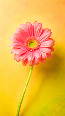 Pink gerbera daisy bright yellow background flower