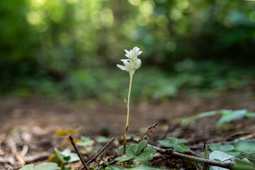 Majestic Giants of Redwood National Park, Pacific Northwest Forest