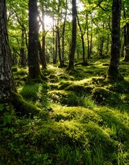 Obraz premium Sunlit mossy forest floor