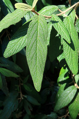 Close up view of a leaf of Viburnum rhytidophyllum