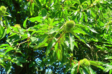 Sweet Chesnuts on the branches on a sunny day