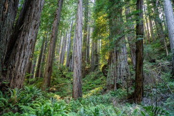 Majestic Giants of Redwood National Park, Pacific Northwest Forest