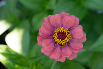 Obraz premium pink flower